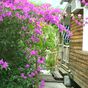 Appartement  3 Pièces - 39 m²  - Bouillante en Guadeloupe