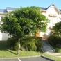 Appartement  4 Pièces - 82 m²  - Petit Bourg en Guadeloupe