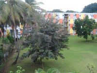 Appartement  5 Pièces - 71 m²  - Les Abymes en Guadeloupe