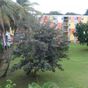 Appartement  5 Pièces - 71 m²  - Les Abymes en Guadeloupe