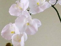 FLEURS, PLANTES, FRUITS & LEGUMES ARTIFICIELS en Guadeloupe