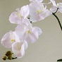 FLEURS, PLANTES, FRUITS & LEGUMES ARTIFICIELS en Guadeloupe