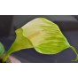 FLEURS, PLANTES, FRUITS & LEGUMES ARTIFICIELS en Guadeloupe