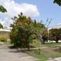 Maison / Villa  10 Pièces - 284 m²  - Saint Franço en Guadeloupe