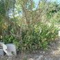 Terrain  - 1000 m²  - Le Moule en Guadeloupe