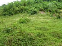 Terrain  - 1000 m²  - Morne à l'Eau en Guadeloupe