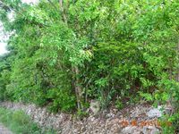 Terrain  - 1000 m²  - Sainte Anne en Guadeloupe