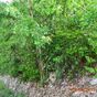 Terrain  - 1000 m²  - Sainte Anne en Guadeloupe