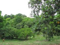 Terrain  - 1000 m²  - Sainte Anne en Guadeloupe