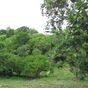 Terrain  - 1000 m²  - Sainte Anne en Guadeloupe