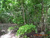 Terrain  - 1000 m²  - Sainte Anne en Guadeloupe