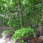 Terrain  - 1000 m²  - Sainte Anne en Guadeloupe