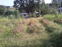 Terrain  - 1000 m²  - Sainte Rose en Guadeloupe
