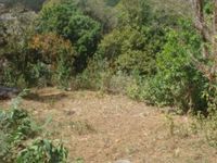 Terrain  - 1113 m²  - Deshaies en Guadeloupe