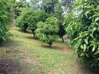 Terrain  - 1196 m²  - Baillif en Guadeloupe