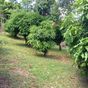 Terrain  - 1196 m²  - Baillif en Guadeloupe
