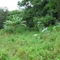 Terrain  - 1342 m²  - Deshaies en Guadeloupe