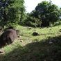 Terrain  - 1423 m²  - Deshaies en Guadeloupe
