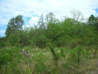 Terrain  - 1635 m²  - Bouillante en Guadeloupe