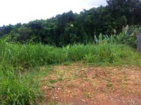 Terrain  - 1710 m²  - Petit Bourg en Guadeloupe
