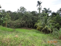 Terrain  - 1736 m²  - Sainte Rose en Guadeloupe