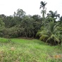 Terrain  - 1736 m²  - Sainte Rose en Guadeloupe