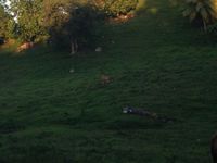Terrain  - 1912 m²  - Les Abymes en Guadeloupe