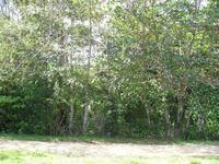 Terrain  - 2345 m²  - Lamentin en Guadeloupe