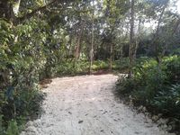 Terrain  - 3434 m²  - Sainte Rose en Guadeloupe