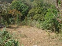 Terrain  - 3563 m²  - Deshaies en Guadeloupe