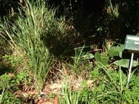 Terrain  - 500 m²  - Les Abymes en Guadeloupe