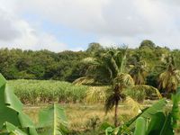 Terrain  - 5245 m²  - Marie Galante - Grand Bourg en Guadeloupe