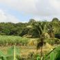Terrain  - 5245 m²  - Marie Galante - Grand Bourg en Guadeloupe