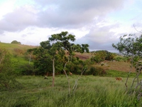 Terrain  - 5340 m²  - Sainte Rose en Guadeloupe