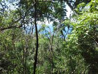 Terrain  - 5535 m²  - Deshaies en Guadeloupe
