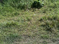 Terrain  - 715 m²  - Les Abymes en Guadeloupe