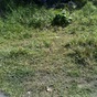 Terrain  - 715 m²  - Les Abymes en Guadeloupe