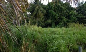 &copy; guadeloupe.fr