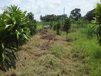 Terrain  - 850 m²  - Sainte Rose en Guadeloupe