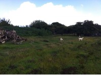 Terrain  - 891 m²  - Saint François en Guadeloupe