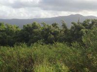 Terrain  - 906 m²  - Lamentin en Guadeloupe