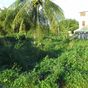 Terrain  - 974 m²  - Sainte Rose en Guadeloupe